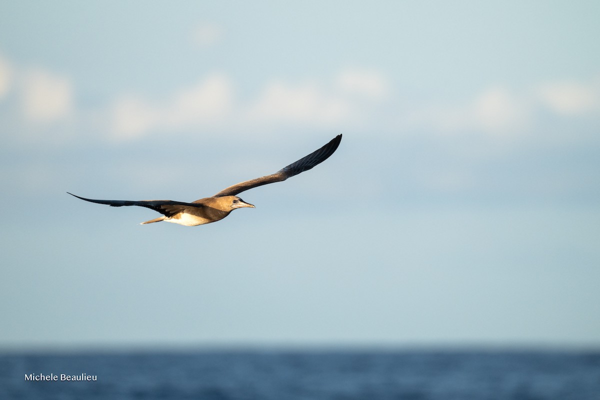 Piquero Patirrojo - ML645593798