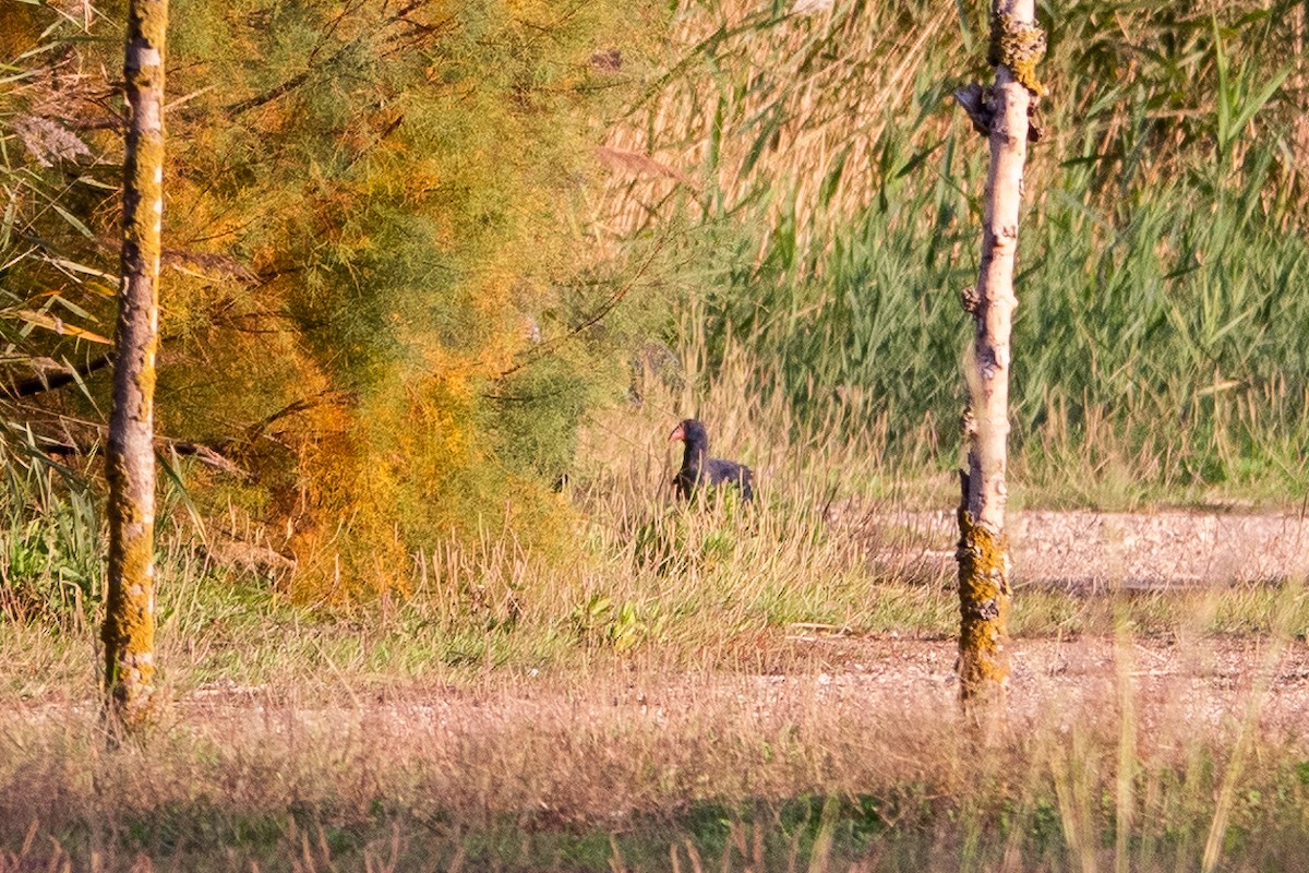 Calamón Común - ML645593799