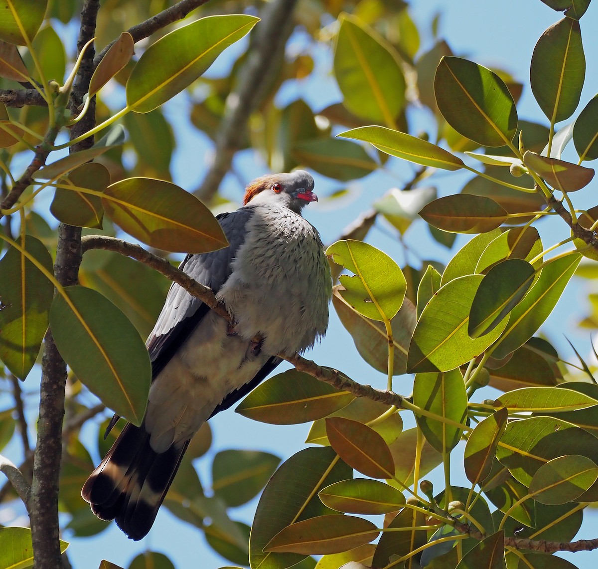 Paloma Bicrestada - ML645593800