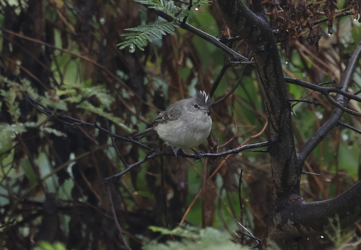 Mosquerito Blanquigrís - ML645593801