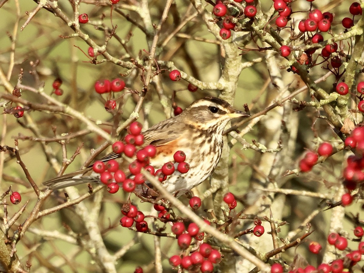 Zorzal Alirrojo (euroasiático) - ML645593802