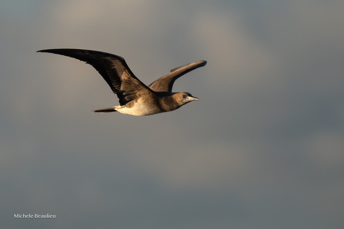 Piquero Patirrojo - ML645593804