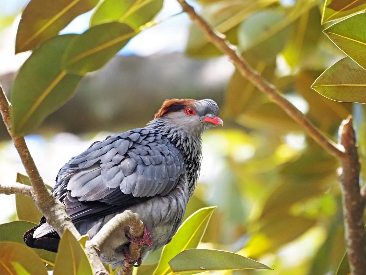 Paloma Bicrestada - ML645593806