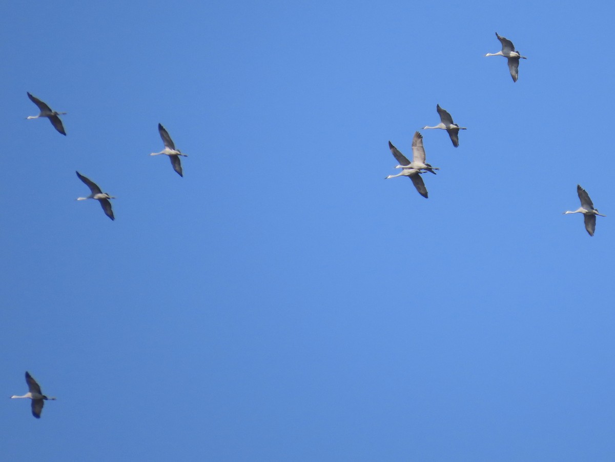Grulla Canadiense - ML645593808