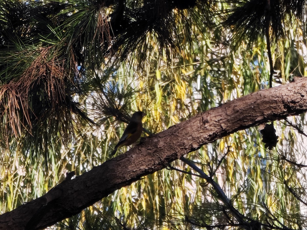 Verderón Chino - ML645593810