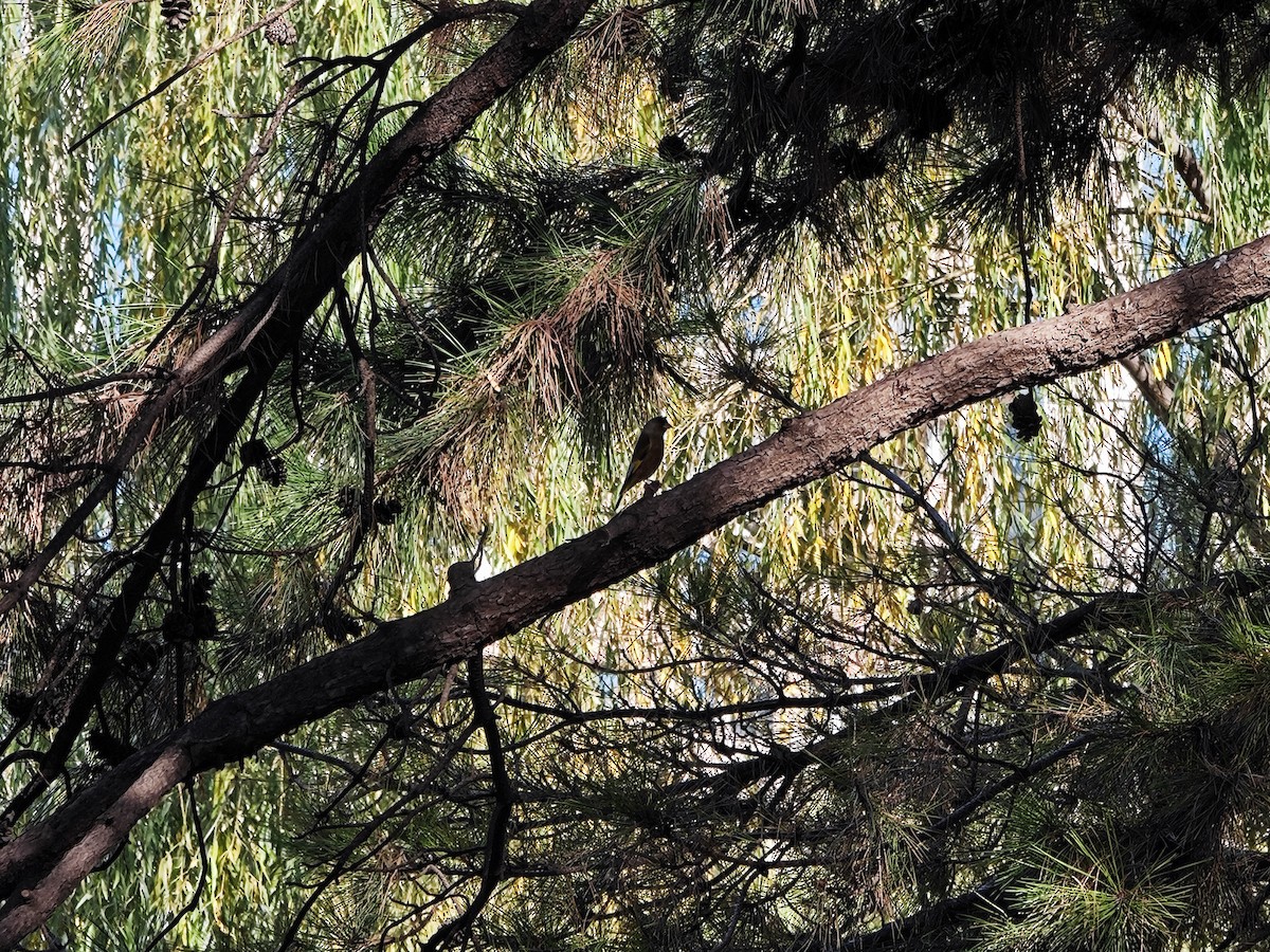 Oriental Greenfinch - ML645593811