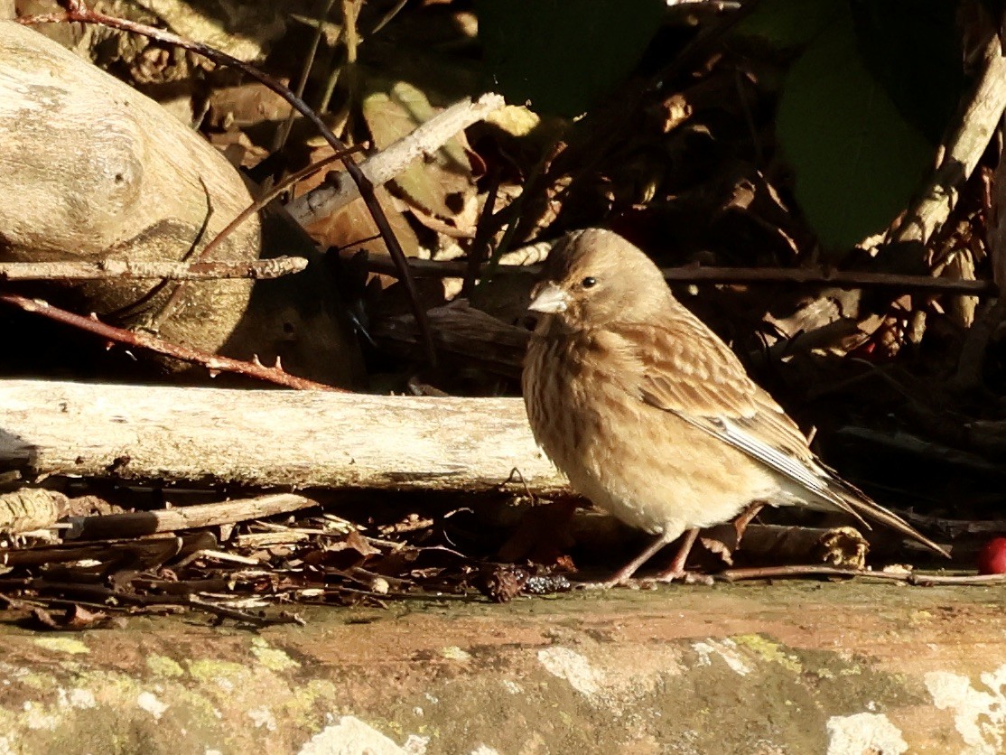 Pardillo Común - ML645593812