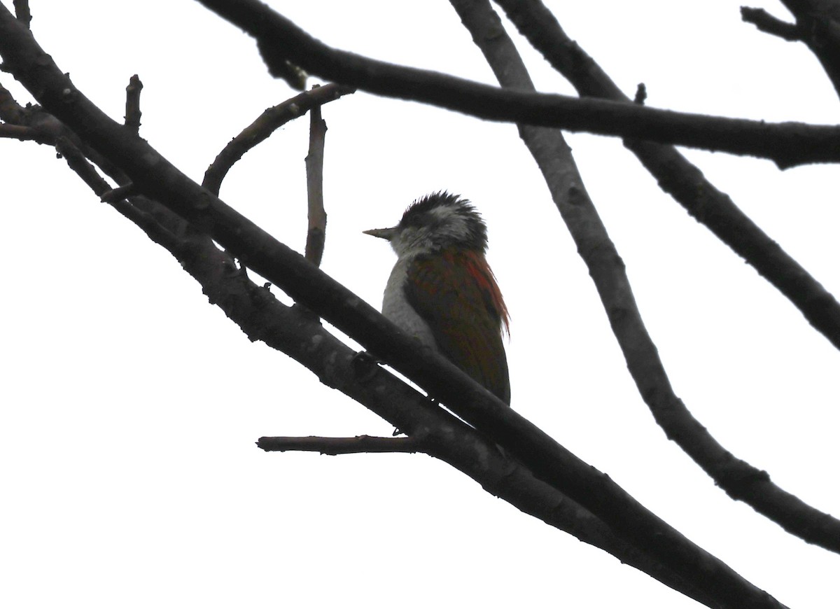 Carpintero Escarlata - ML645593813