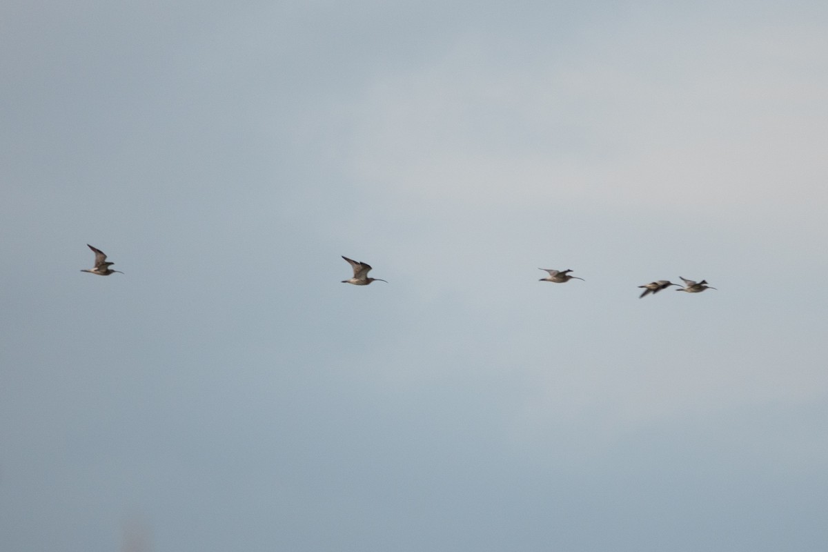 Zarapito Real - ML645593814