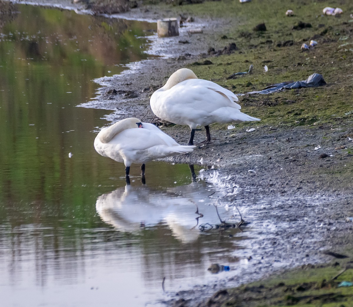 Cisne Vulgar - ML645593820