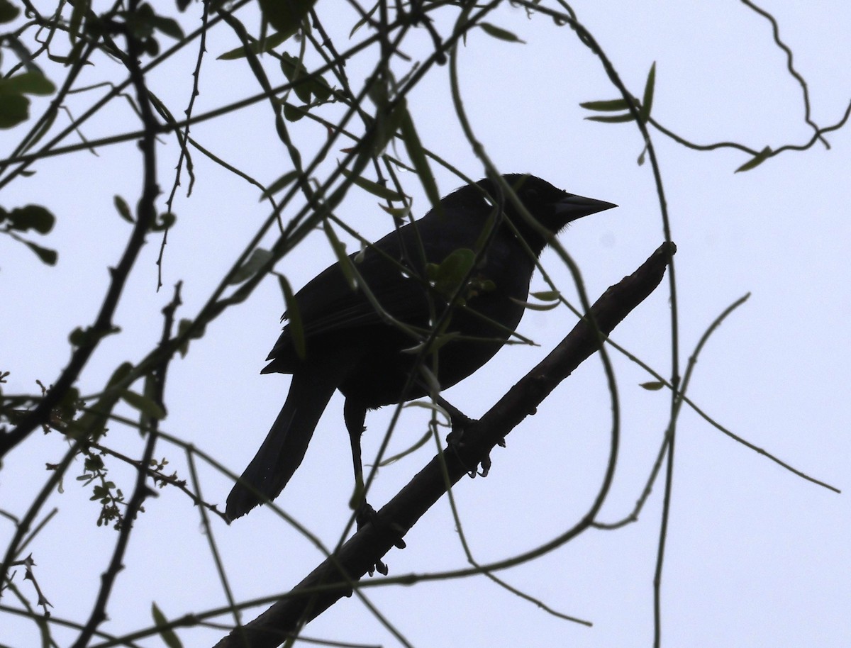 Scrub Blackbird - ML645593824