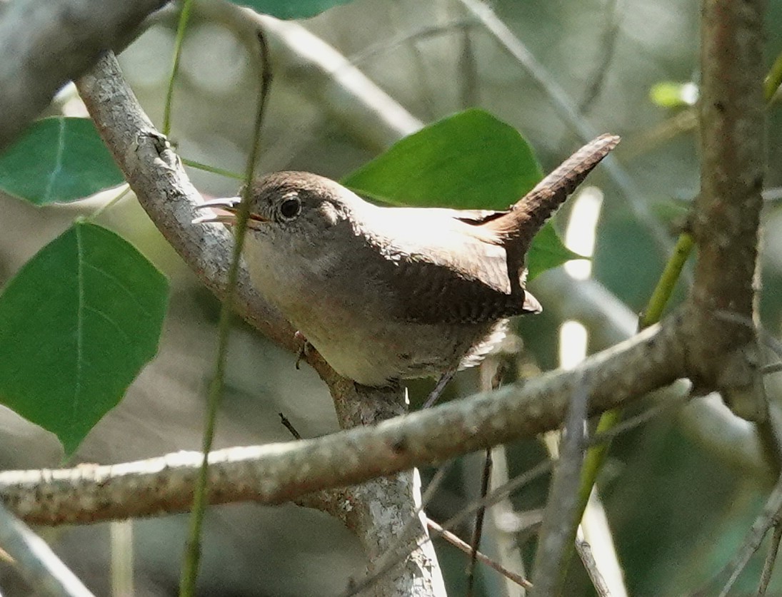 Northern House Wren - ML645593851