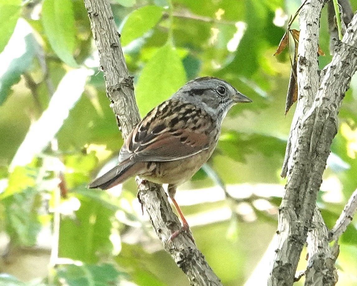 Swamp Sparrow - ML645593857