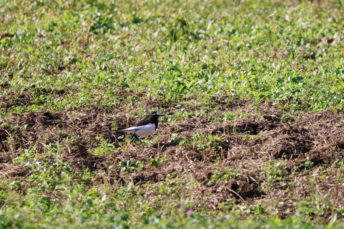 Japanese Wagtail - ML645593870