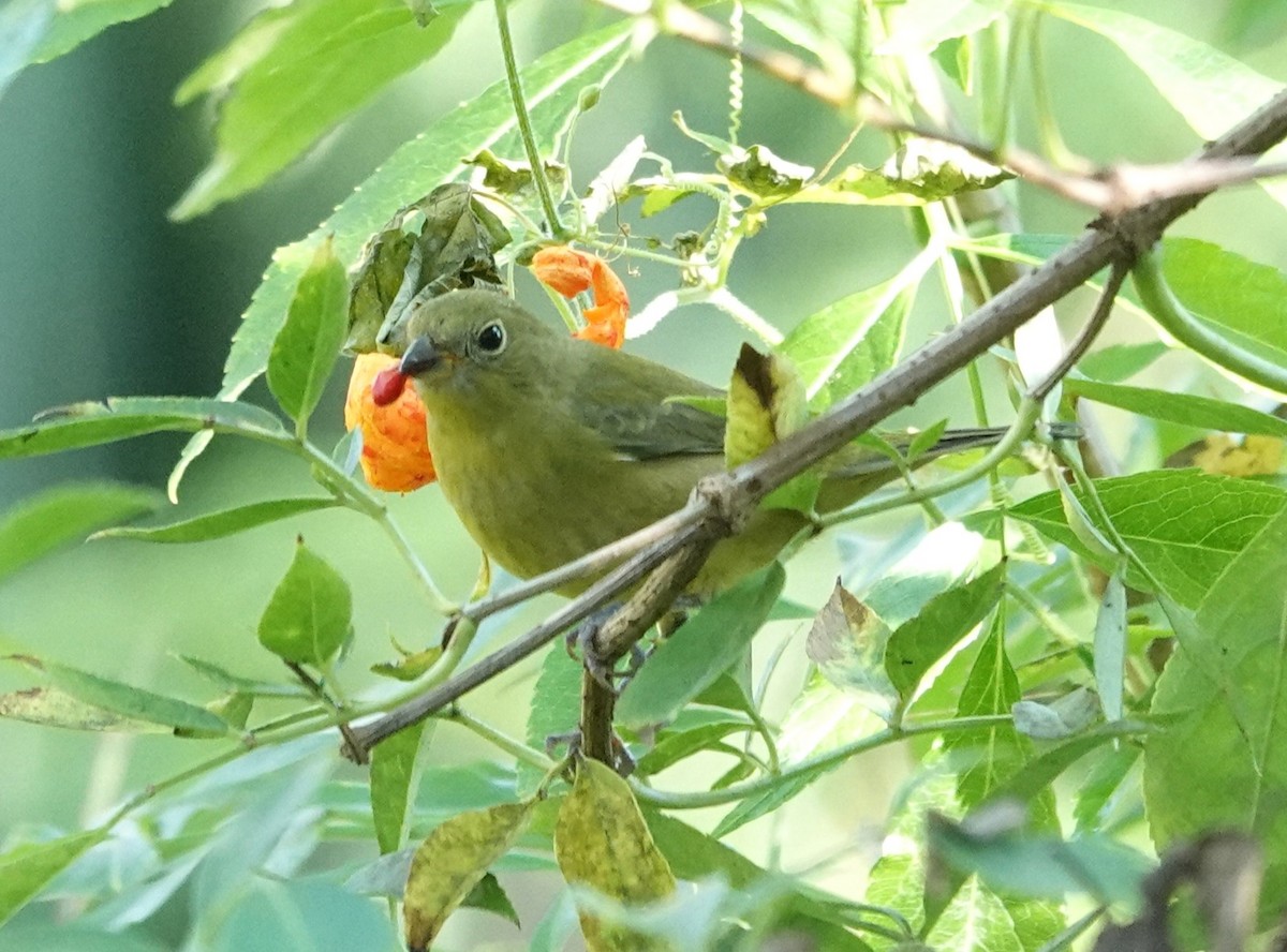 Painted Bunting - ML645593872