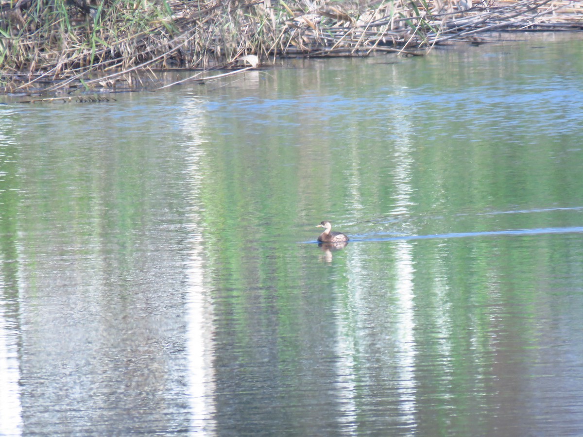 Zampullín Común - ML645593874