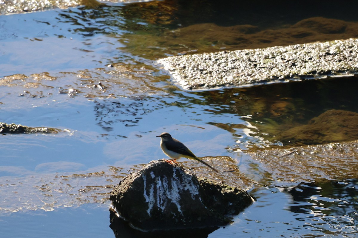 Gray Wagtail - ML645593878