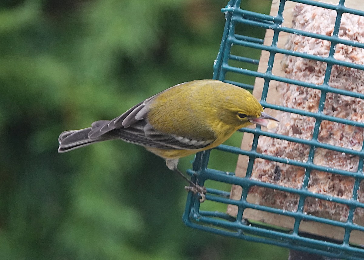 סבכון אורנים - ML645593879
