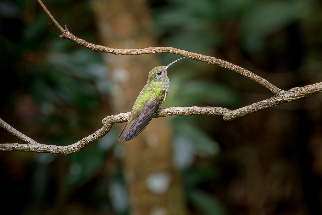 Sombre Hummingbird - ML645593882