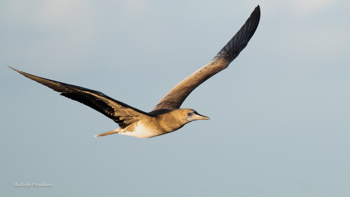 Red-footed Booby - ML645593883
