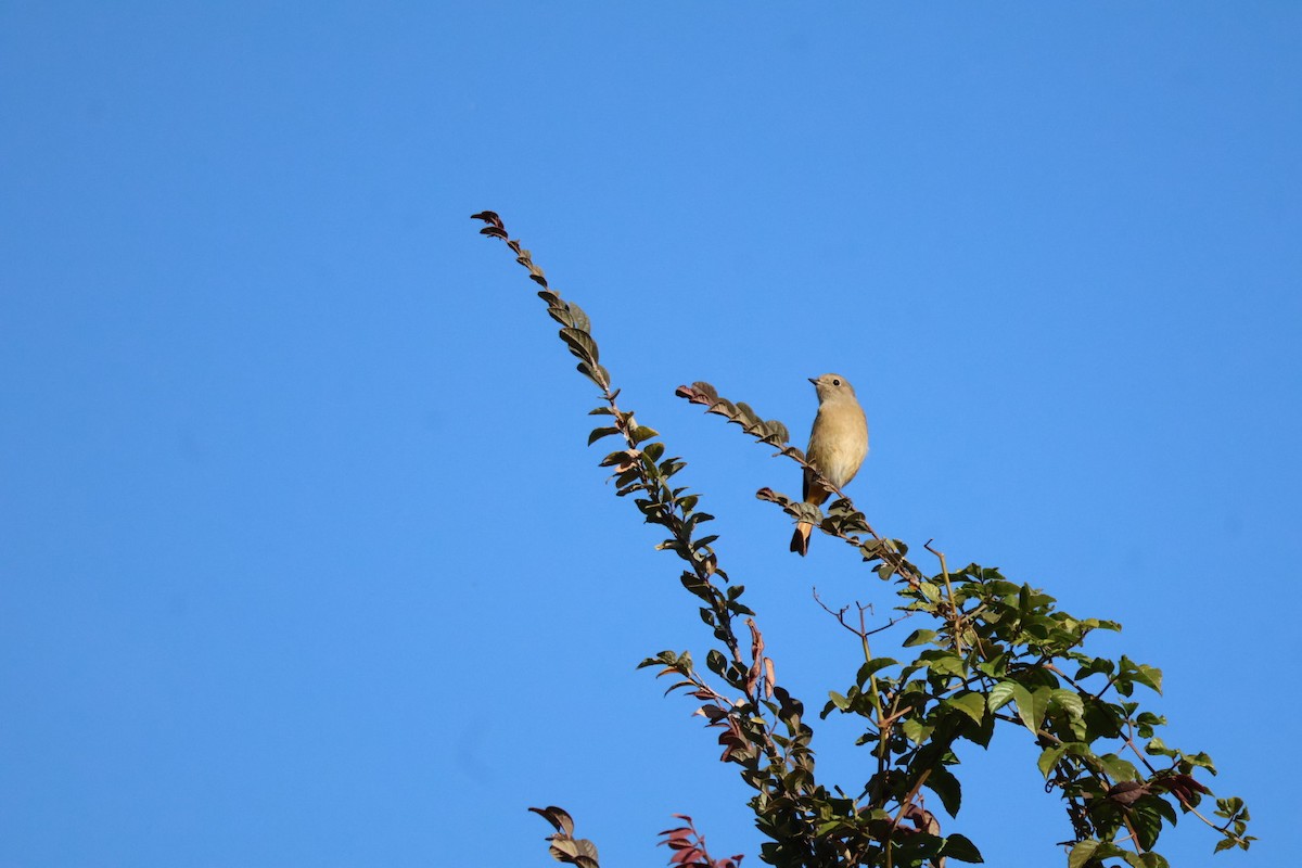 Daurian Redstart - ML645593886