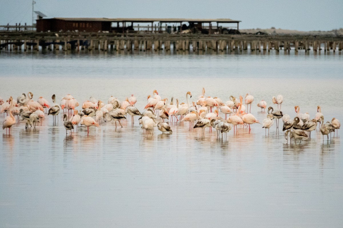 Greater Flamingo - ML645593887
