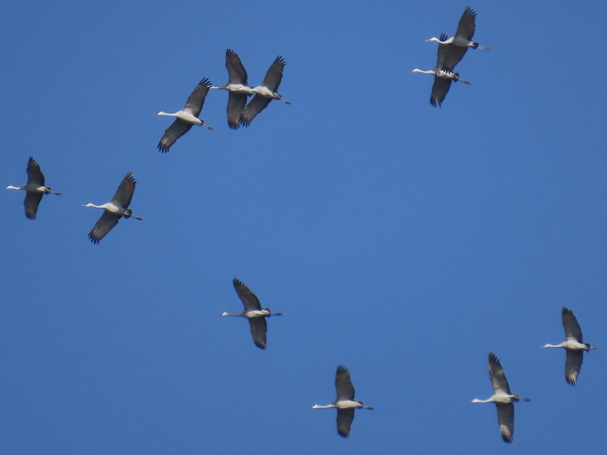 Sandhill Crane - ML645593890