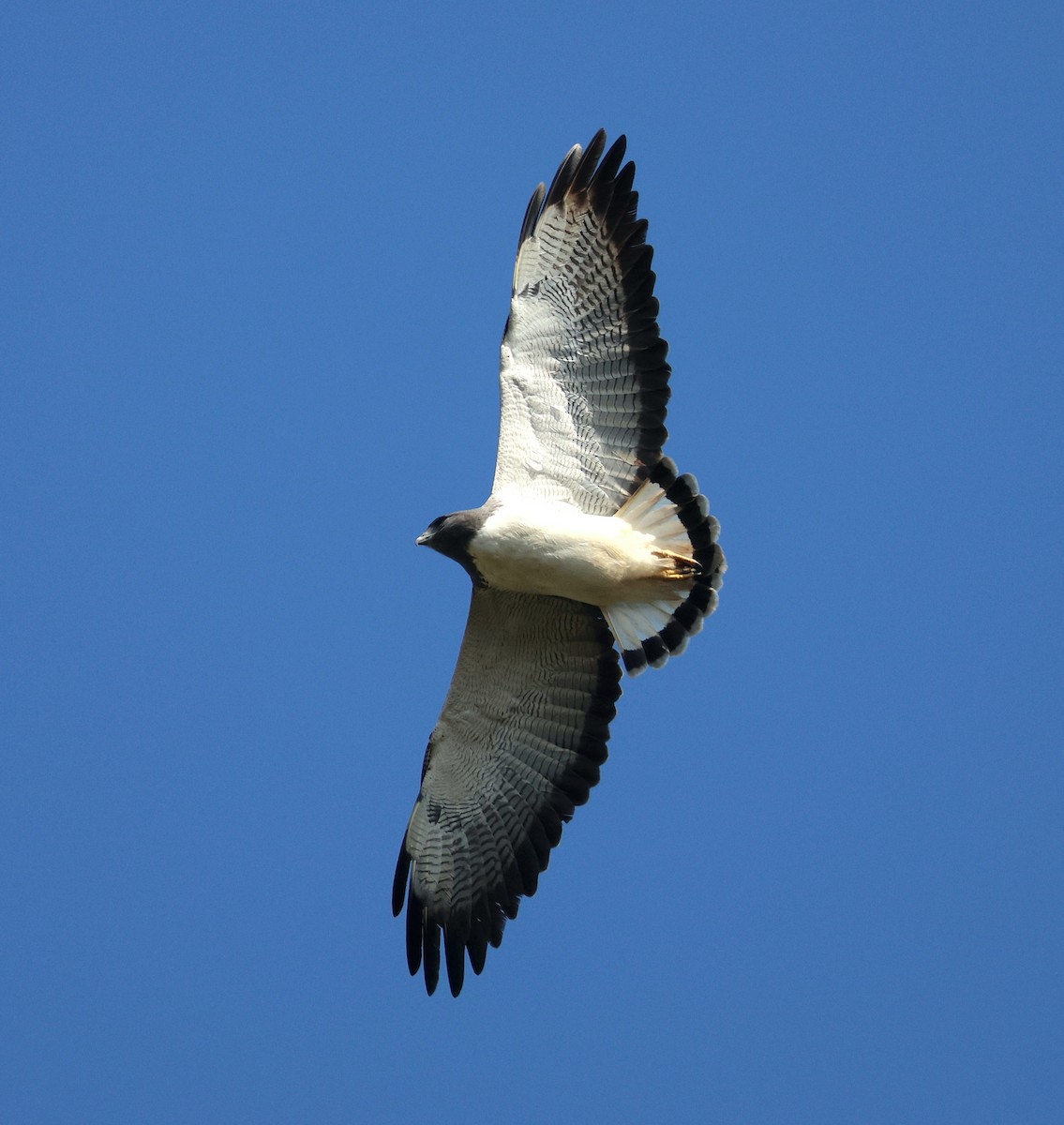 White-tailed Hawk - ML645593891