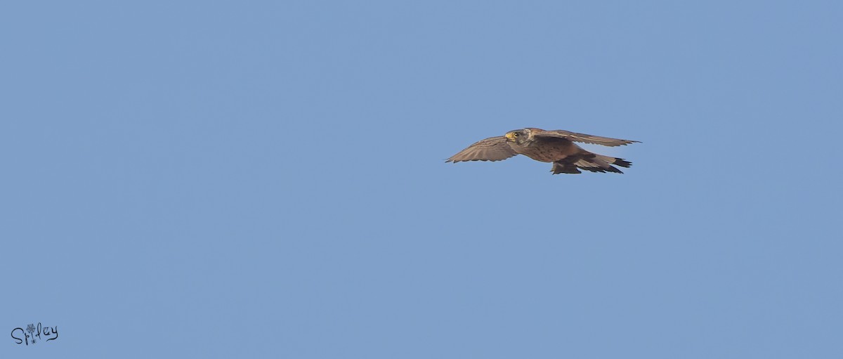 Eurasian Kestrel - ML645593893