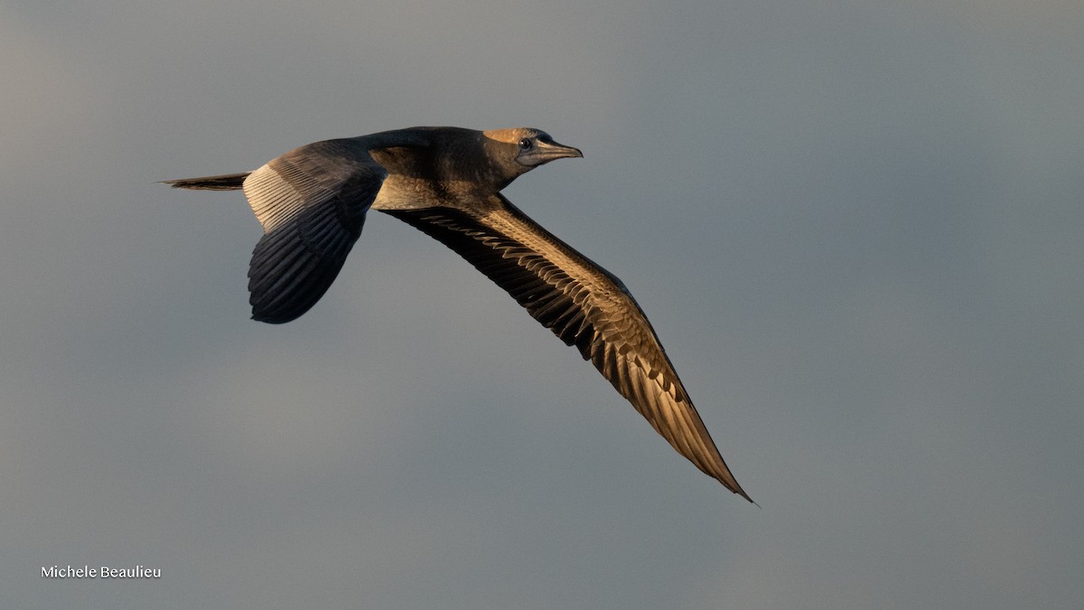 Red-footed Booby - ML645593896