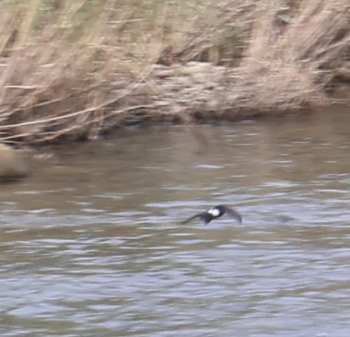 House Swift - ML645593897