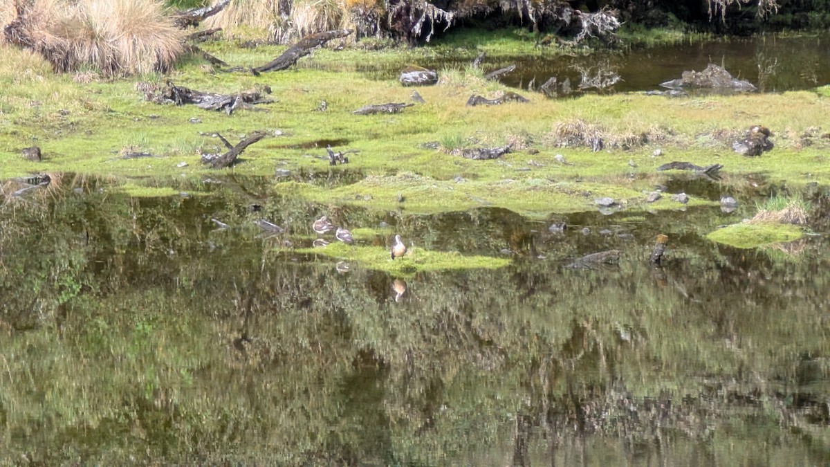 Puna Teal - ML645593898