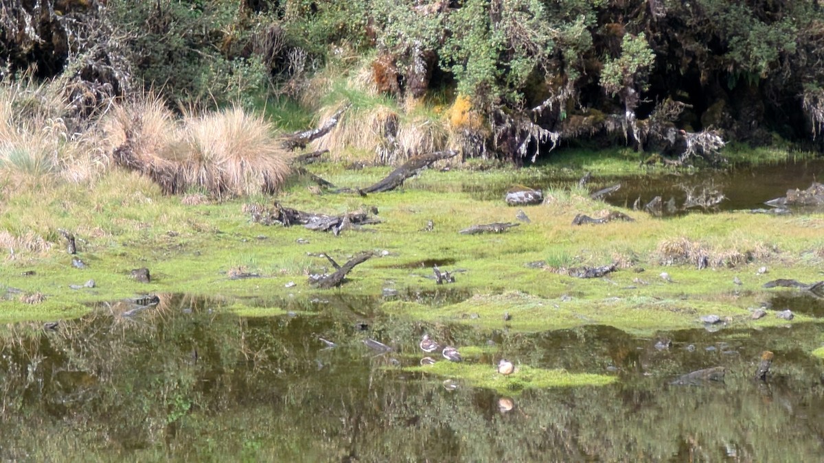 Puna Teal - ML645593899