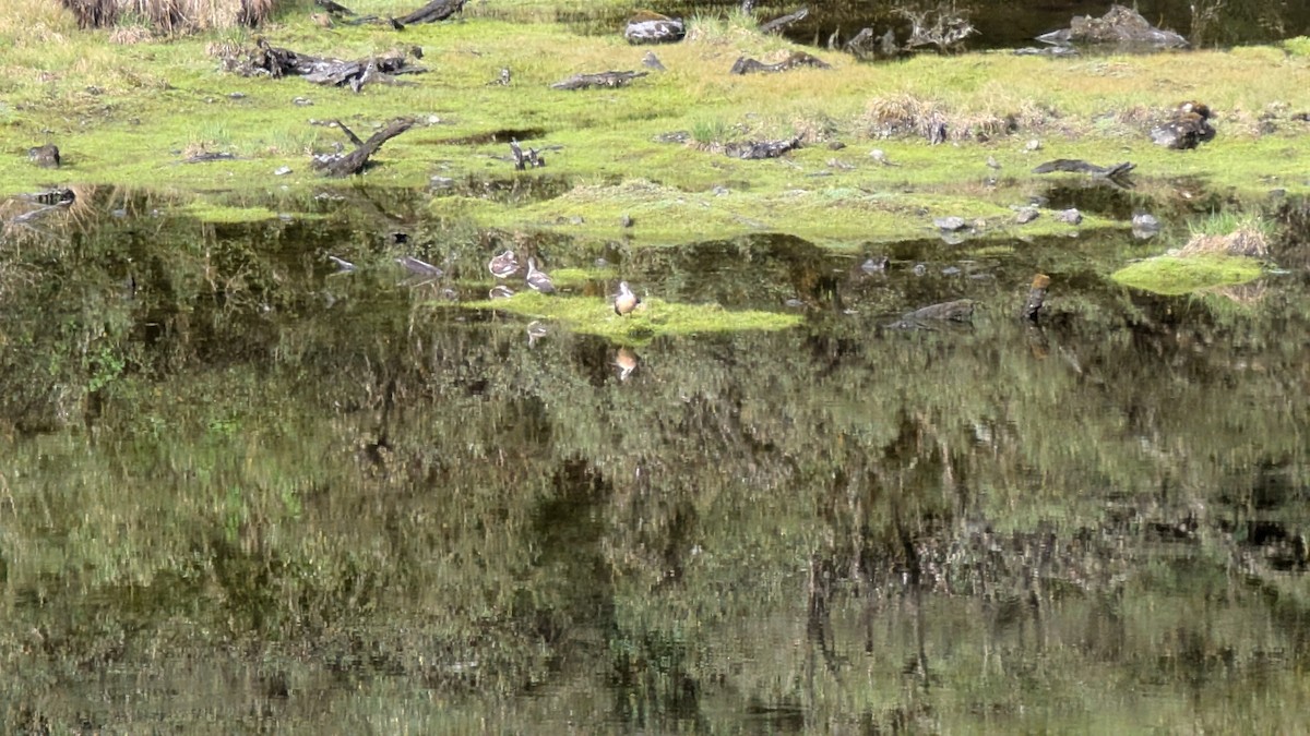 Puna Teal - ML645593900