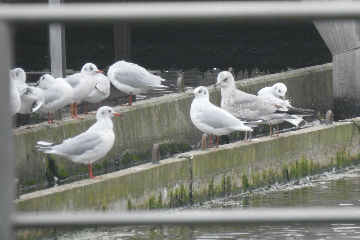Common Gull - ML645593903