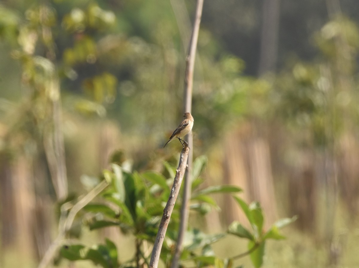 Siberian Stonechat - ML645593905