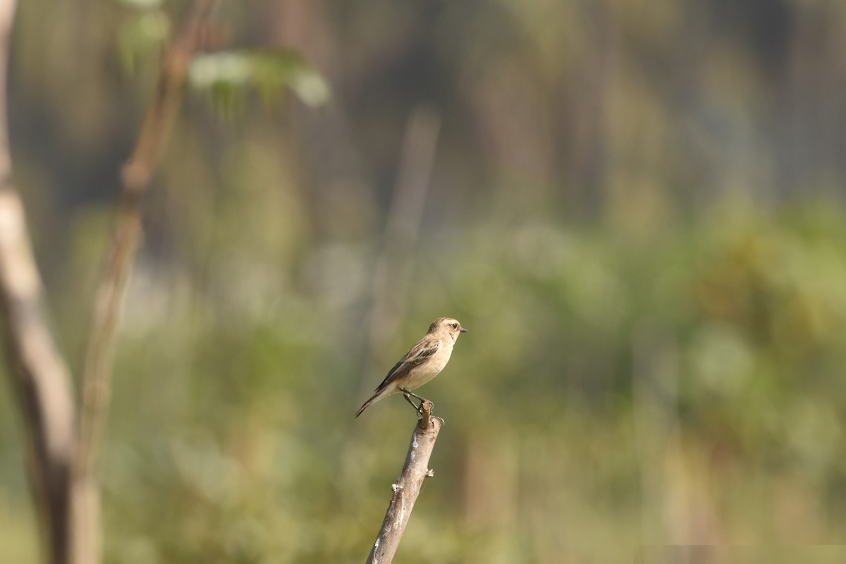 Siberian Stonechat - ML645593908