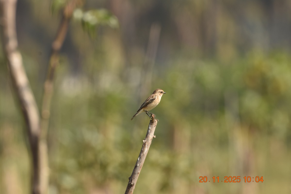 Siberian Stonechat - ML645593909