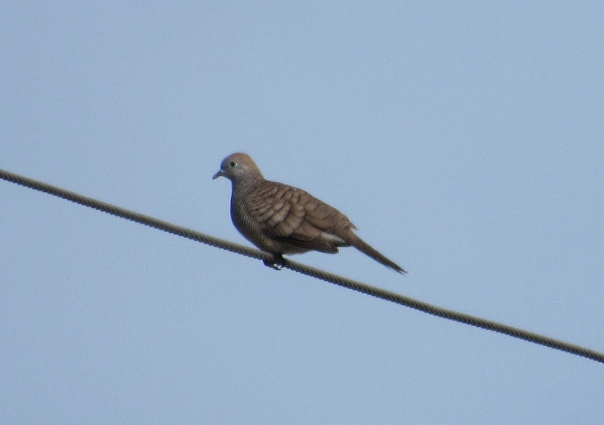 Zebra Dove - ML645593911