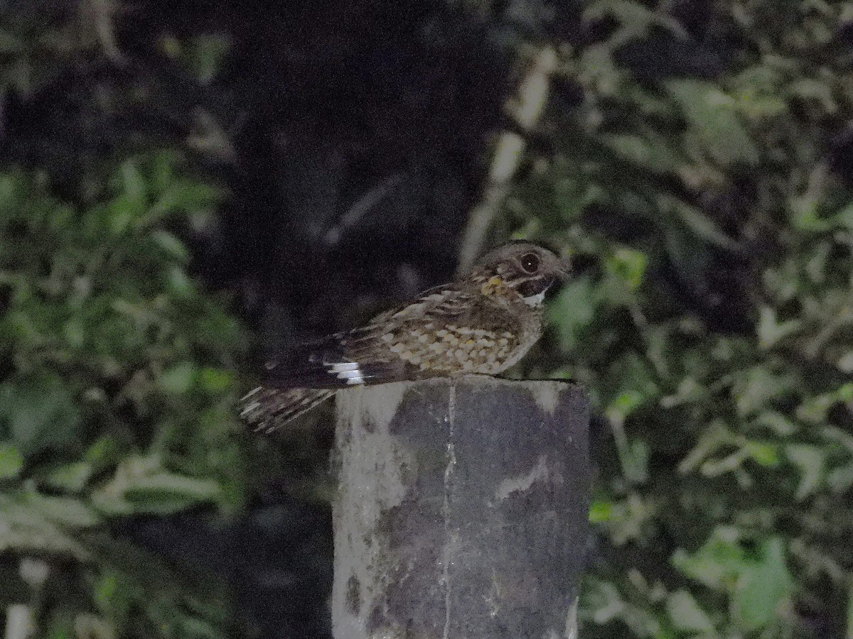Little Nightjar - ML645593912