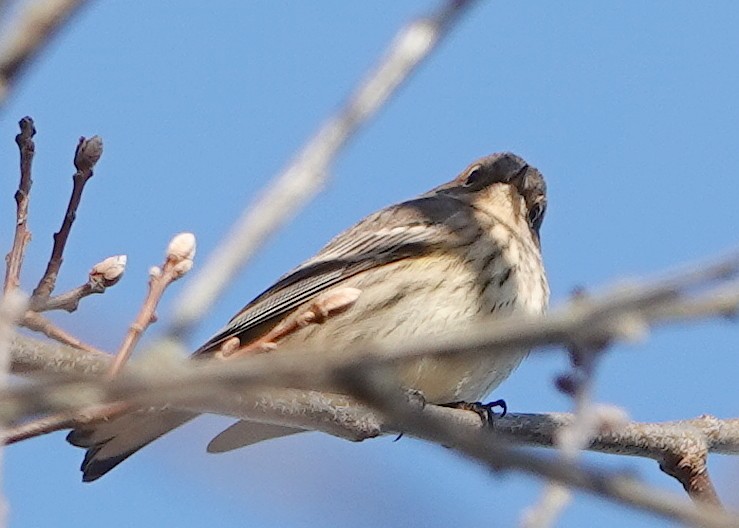 Yellow-rumped Warbler - ML645593914