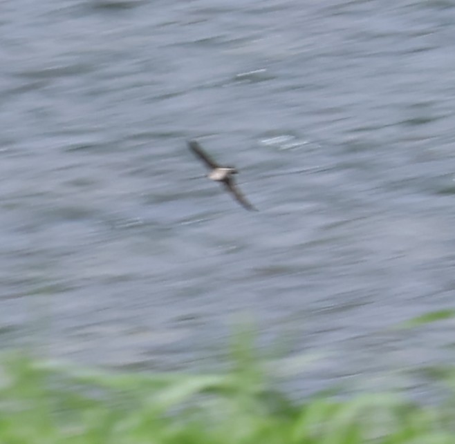 rorýs domácí - ML645593917