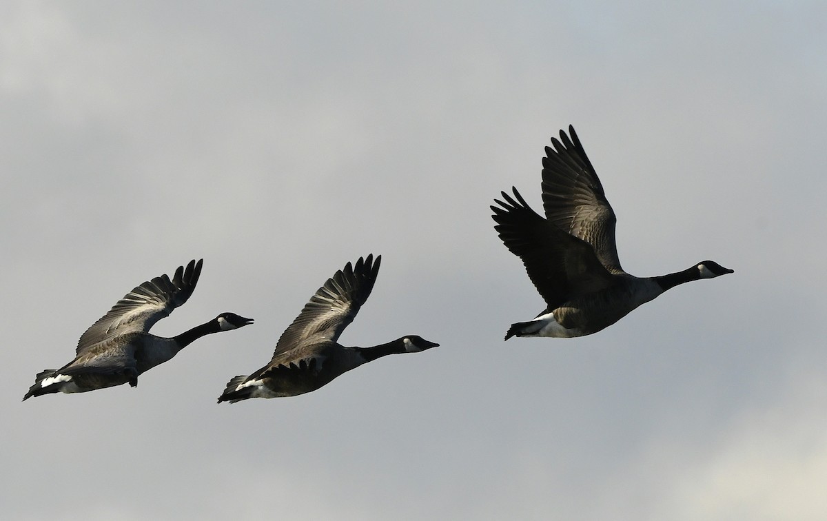 Branta kanadar handia - ML645593919