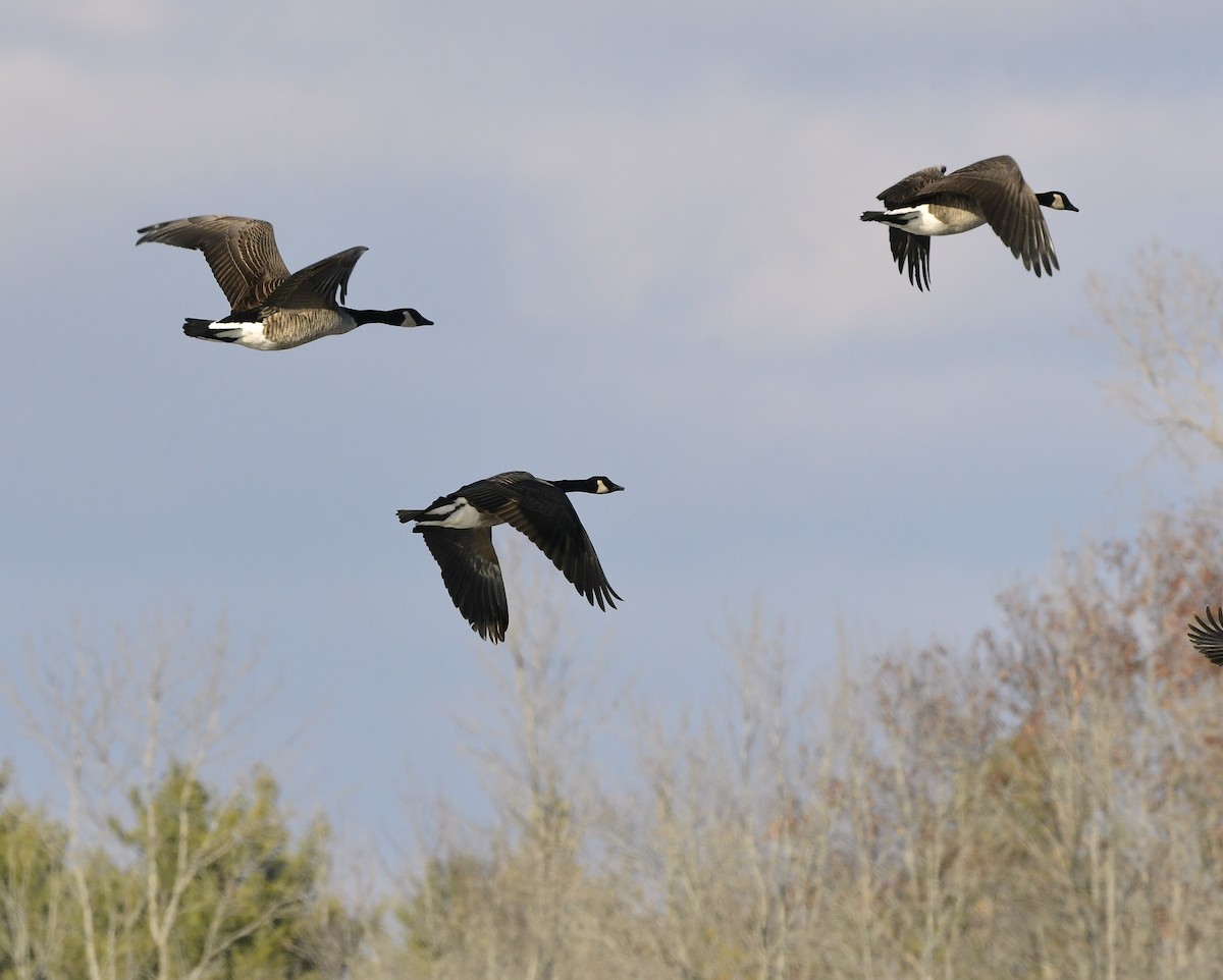 Branta kanadar handia - ML645593921