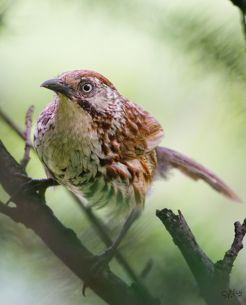 Babax Chino - ML645593923