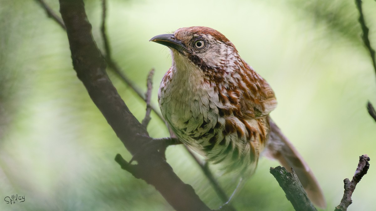 Babax Chino - ML645593924