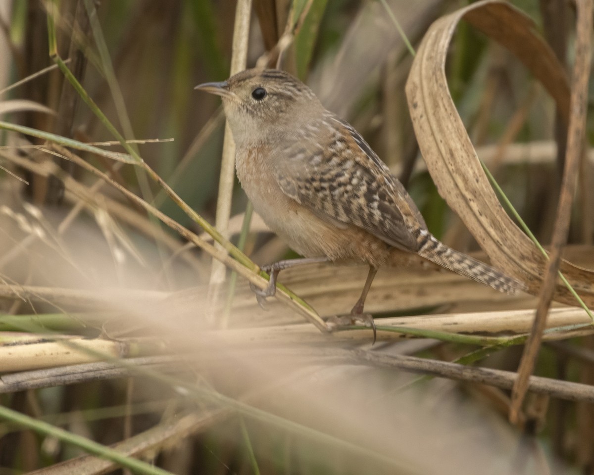 Cucarachero Culibarrado - ML645593925
