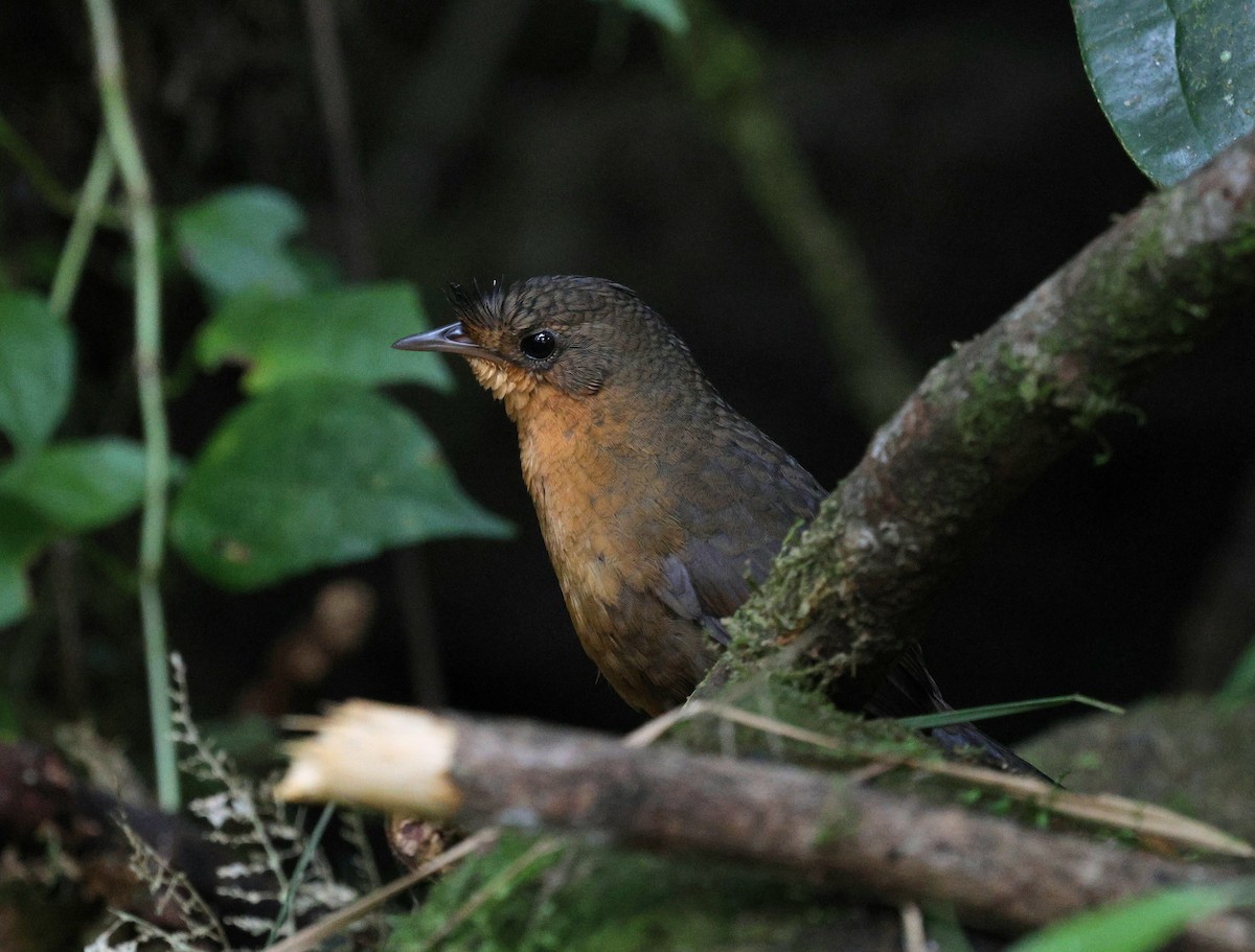 Macuquiño Negro - ML645593930