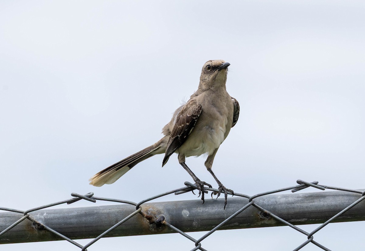 Sinsonte Tropical - ML645593932