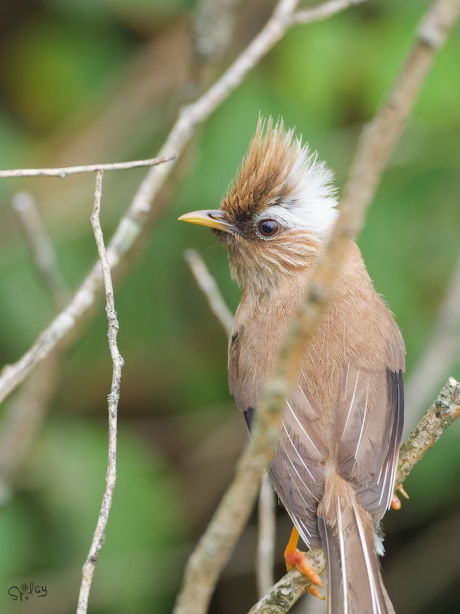 Yuhina Diademada - ML645593934